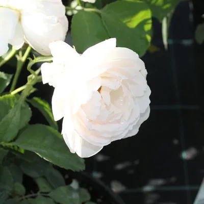 Фото Розы Дездемона формата jpg: сохраните ее естественную яркость