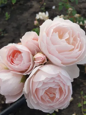 Незабываемое изображение розы Дездемона: выберите подходящий размер