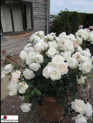 Фото, отражающее розу Дездемона во всей ее величии