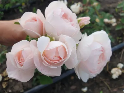 Роза Дездемона: добавьте ее изображение в свою розовую коллекцию