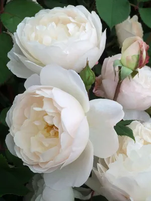Ослепительная роза Дездемона: различные варианты размеров для выбора