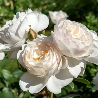 Фото розы Дездемона в формате png: сохраните все детали и прозрачность