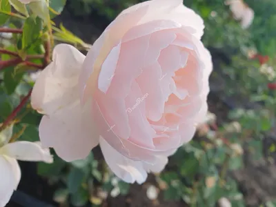 Роза Дездемона: истинный шедевр, доступный в различных размерах