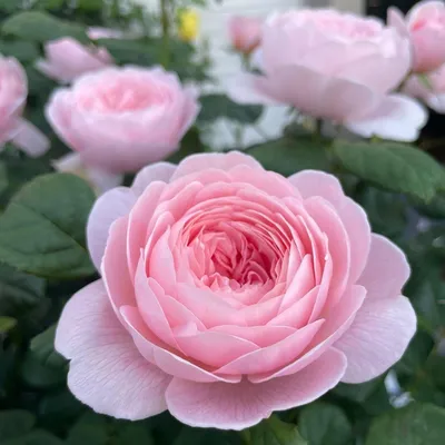 Захватывающее фото розы Дездемона: сохраните ее красоту навсегда