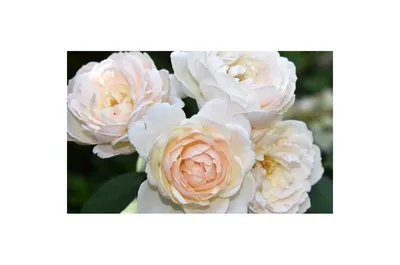 Уникальное изображение розы Дездемона: выберите размер, подходящий вам