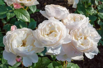 Ослепительная картина розы Дездемона: выбирайте формат для сохранения ее изящества