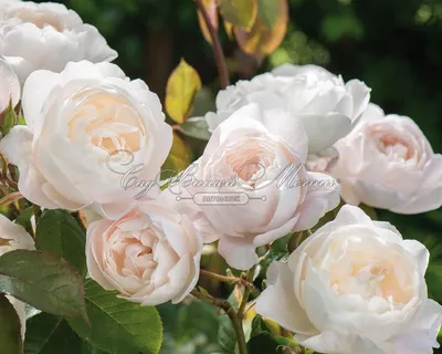 Завораживающая роза Дездемона: доступные размеры для вашего удобства