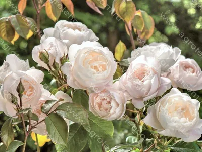 Роза Дездемона: великолепное изображение, созданное для вас