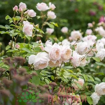 Очарование розы Дездемона: фотография, которая возьмет вас за душу