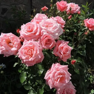 Красивые фото розы дезире в разных размерах и форматах
