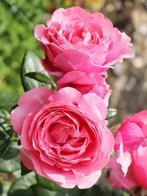 Великолепные фото розы дезире для скачивания