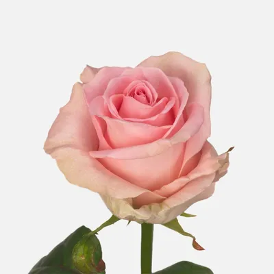 Прекрасные фотографии розы дезире для вашего выбора