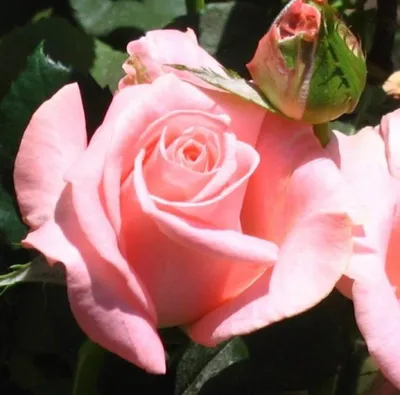 Фотографии розы дезире в форматах jpg, png, webp