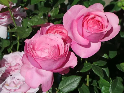 Чудесные фото розы дезире, доступные для скачивания