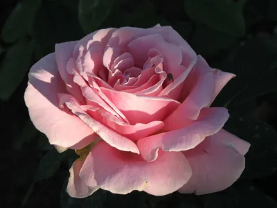 Бесподобные фотографии розы дезире для загрузки