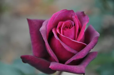 Восхитительные картинки розы дезире с выбором размера