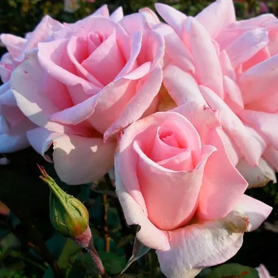 Потрясающие фотографии розы дезире в высоком качестве
