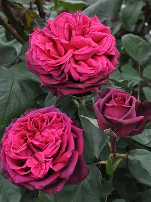 Красивые фотографии розы дезире с возможностью выбора формата