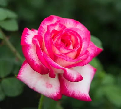 Удивительные изображения розы дезире в различных вариантах