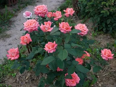 Изысканные изображения розы дезире для загрузки