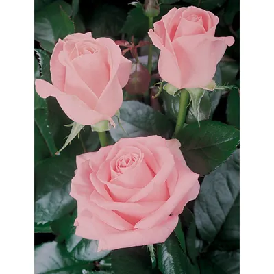 Фотки розы дезире в разных форматах: jpg, png, webp