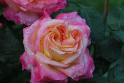 Фотографии розы дезире в разных вариантах
