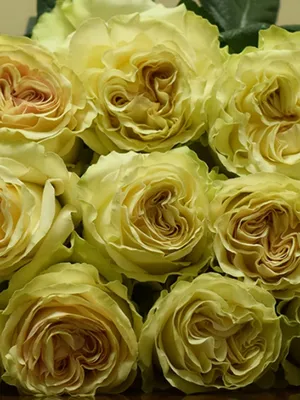 Фотка красивой розы динамик: оптимальный размер