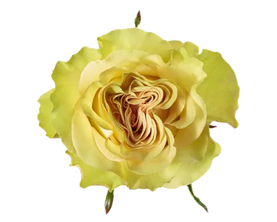 Изображение розы динамик с возможностью выбора формата