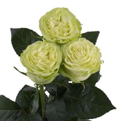Фото прелестной розы динамик: выберите желаемый размер