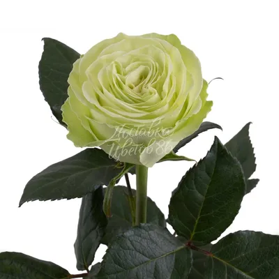 Изображение розы динамик с выбором формата и размера