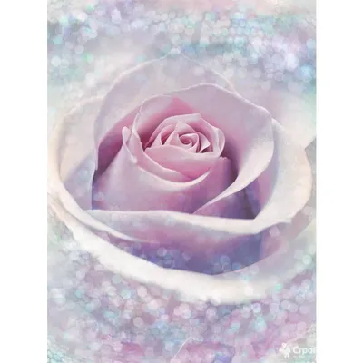 Фотка прекрасной розы динамик с оптимальным размером