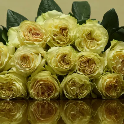 Фото прекрасной розы динамик: выберите размер