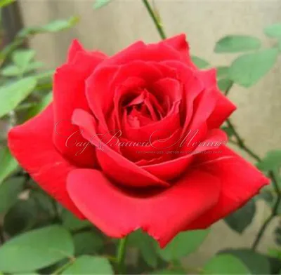 Роза динамит - уникальная фотография