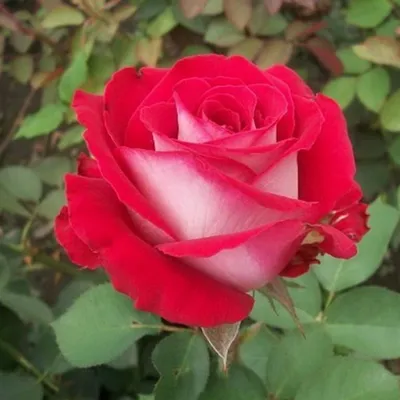 Изысканные розы динамит на фото