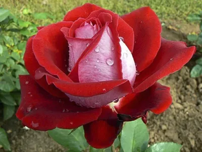 Поклонникам роз – фото розы динамит