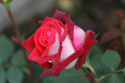 Розы динамит, запечатленные на фотографиях