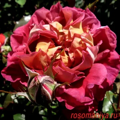 Больше красоты на фото роз динамит