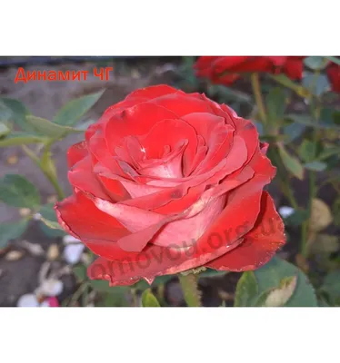 Фотографии роз динамит, доступные в разных вариантах