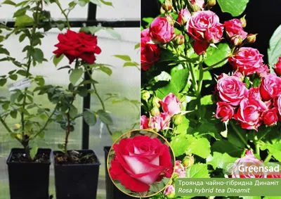 Коллекция захватывающих фотографий роз динамит