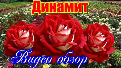 Фото розы динамит в разных ракурсах