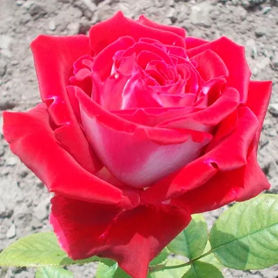 Фото красивых роз динамит