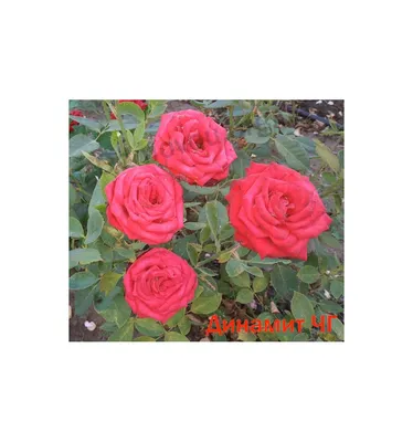 Изысканные розы динамит в высоком разрешении – фото