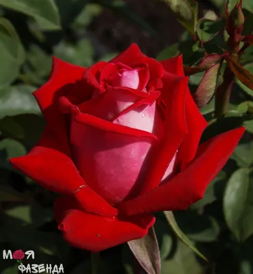 Эстетически прекрасные фотографии роз динамит
