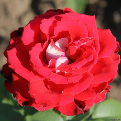 Фото розы динамит, чтобы подчеркнуть вашу элегантность