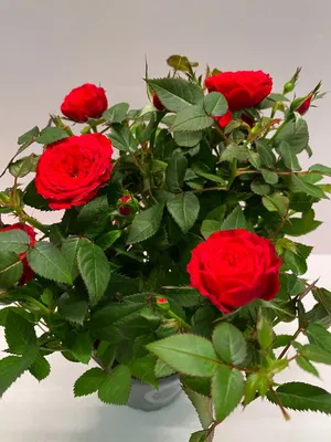 Роза динамит – прекрасная модель для фотографии