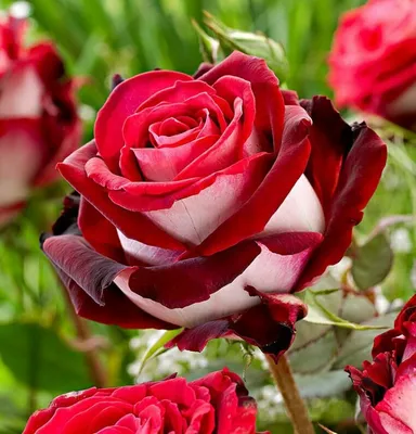 Больше вариантов фото розы динамит для вашего выбора