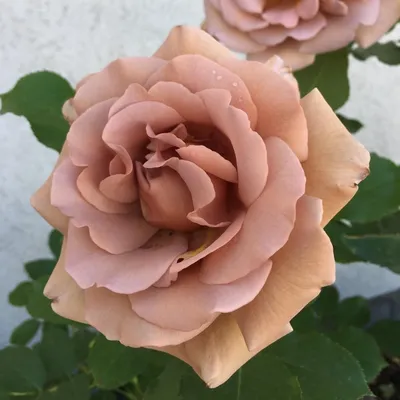 Коллекция впечатляющих фото роз динамит для вашего вдохновения