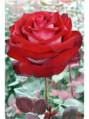 Роза динамит – идеальная модель для ваших фотографий