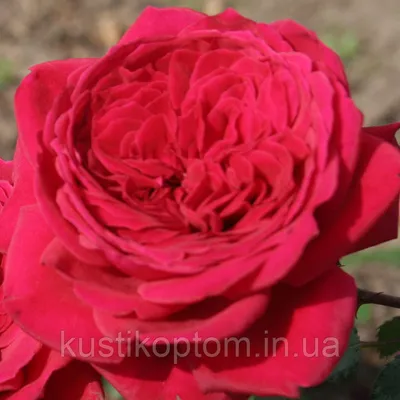 Розы динамит на фото – источник вдохновения
