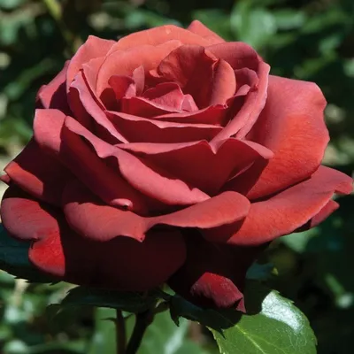 Розы динамит на фотографиях – идеальный подарок для ценителя красоты